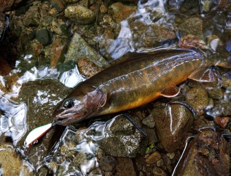 ＧＷ終盤の渓流で苦戦 ～長良川水系～